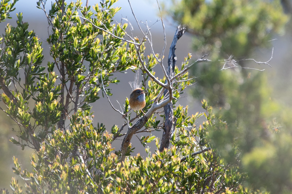 Southern Emuwren - ML645086003
