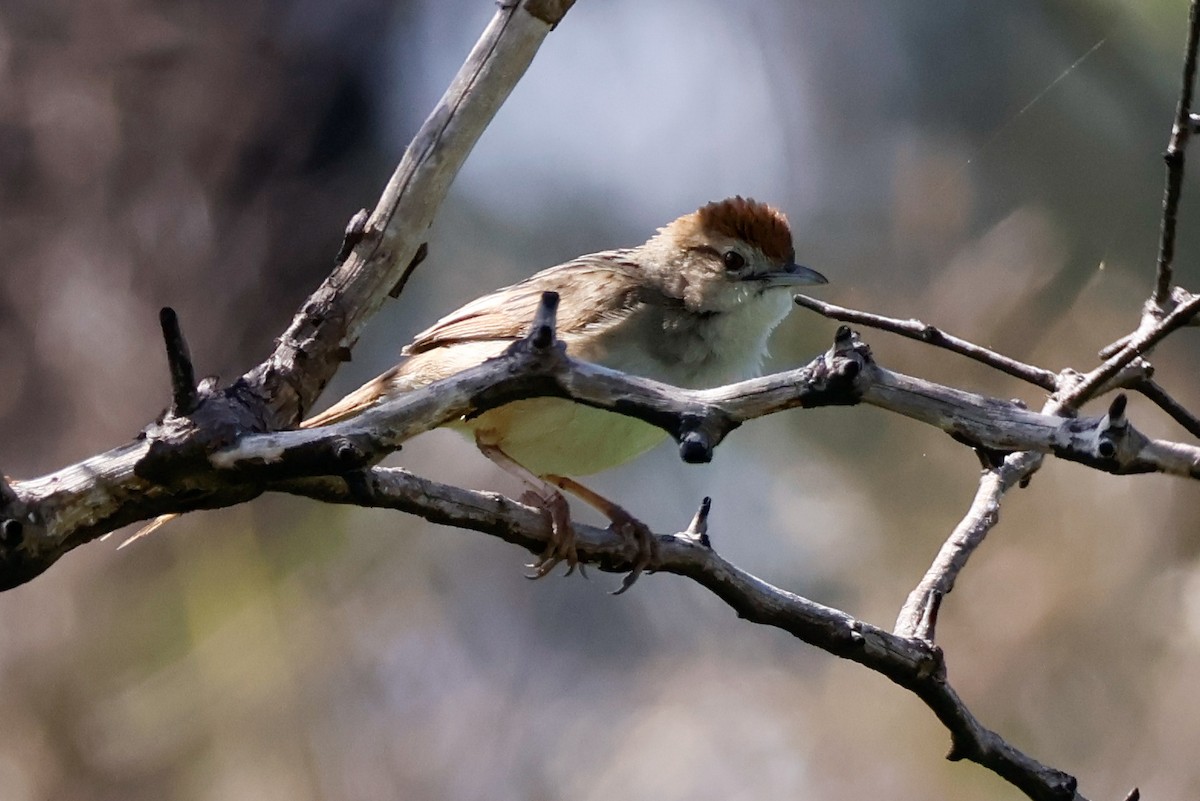 Матата руда - ML645086004