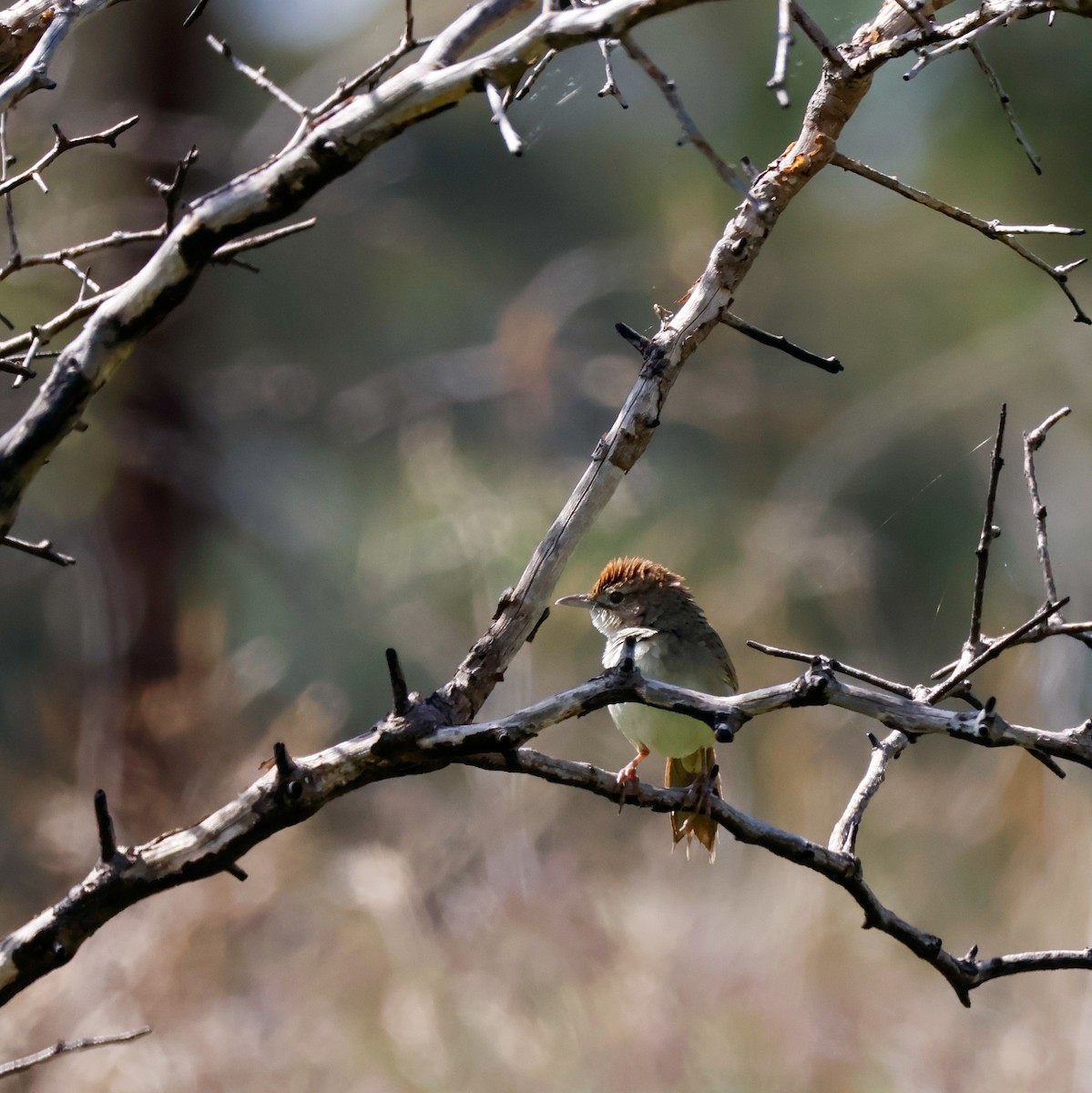 Матата руда - ML645086005