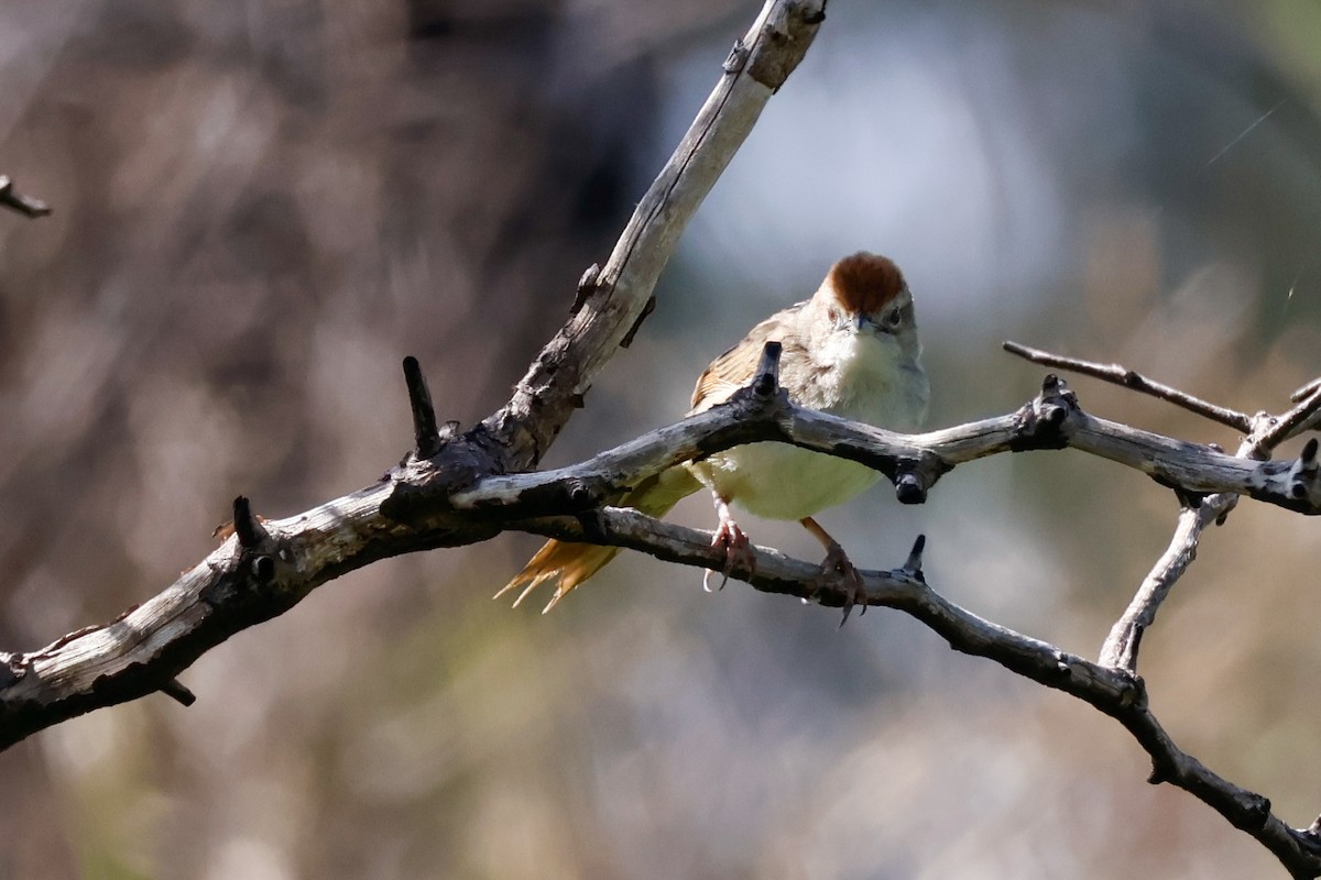 Матата руда - ML645086006