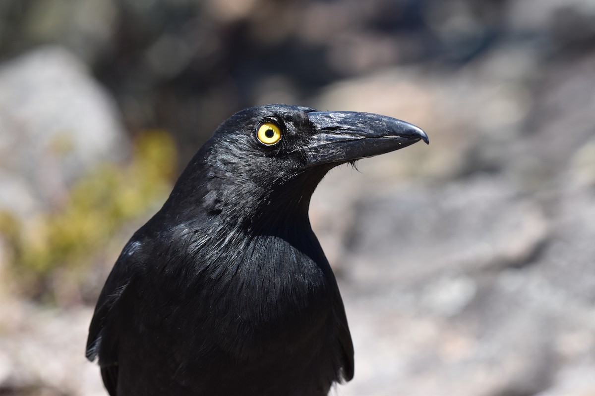 Pied Currawong - ML645086023