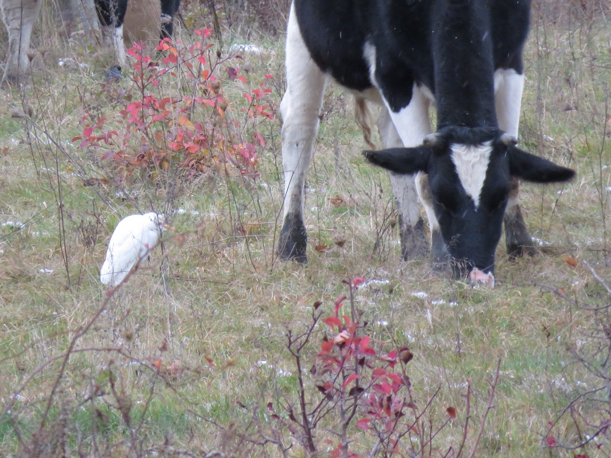 Western Cattle-Egret - ML645086024