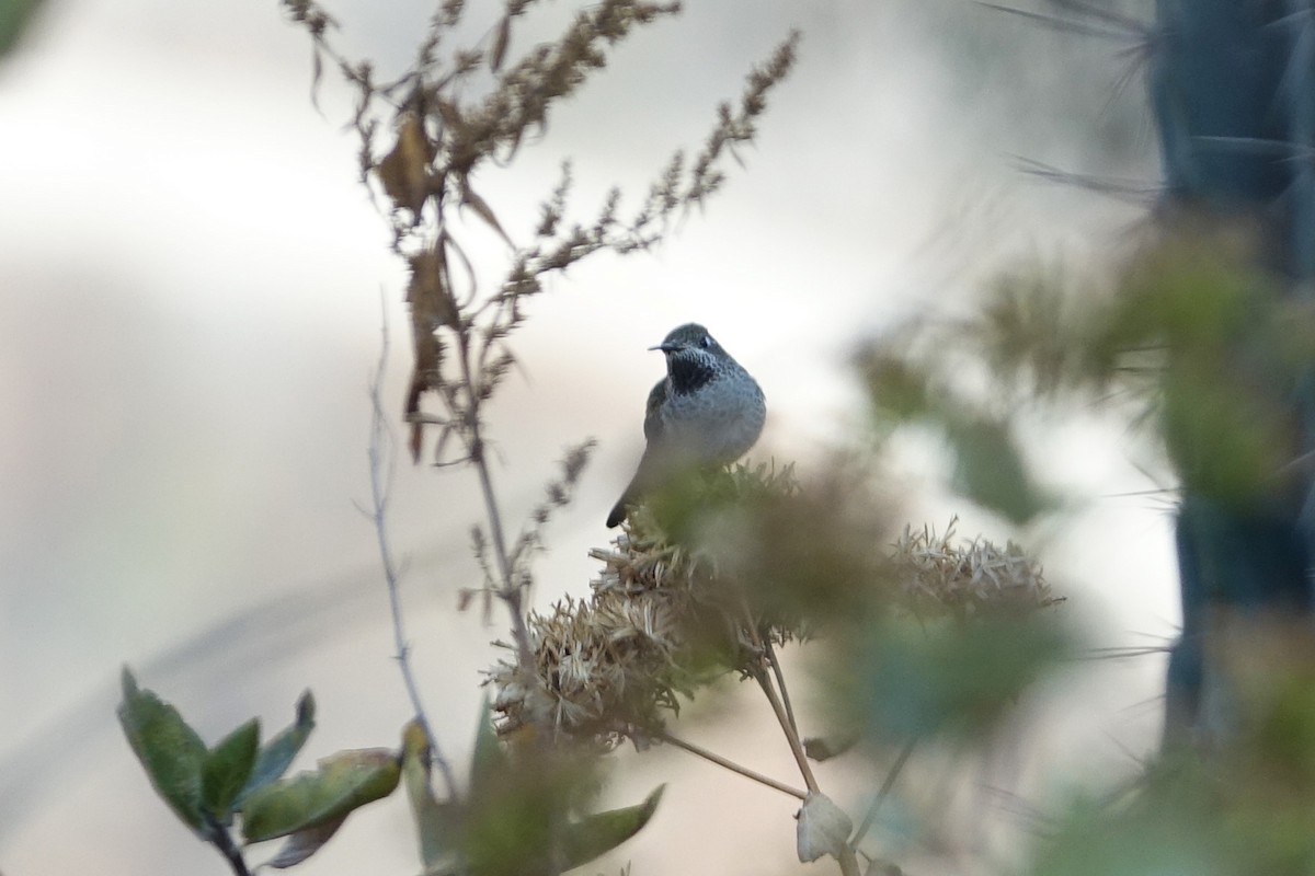 Bronze-tailed Comet - ML645086033