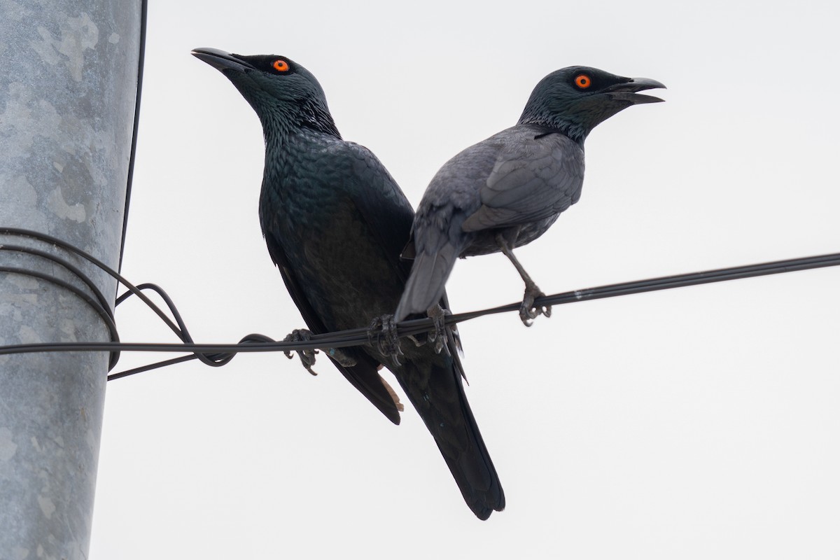 Stourne chanteur - ML645086065