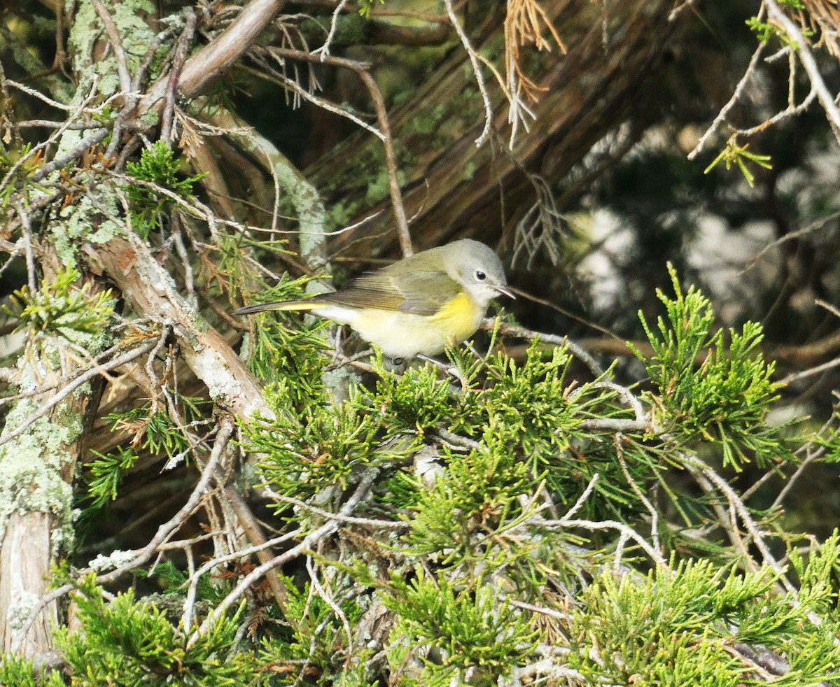 סבכון חכלילי - ML645086075