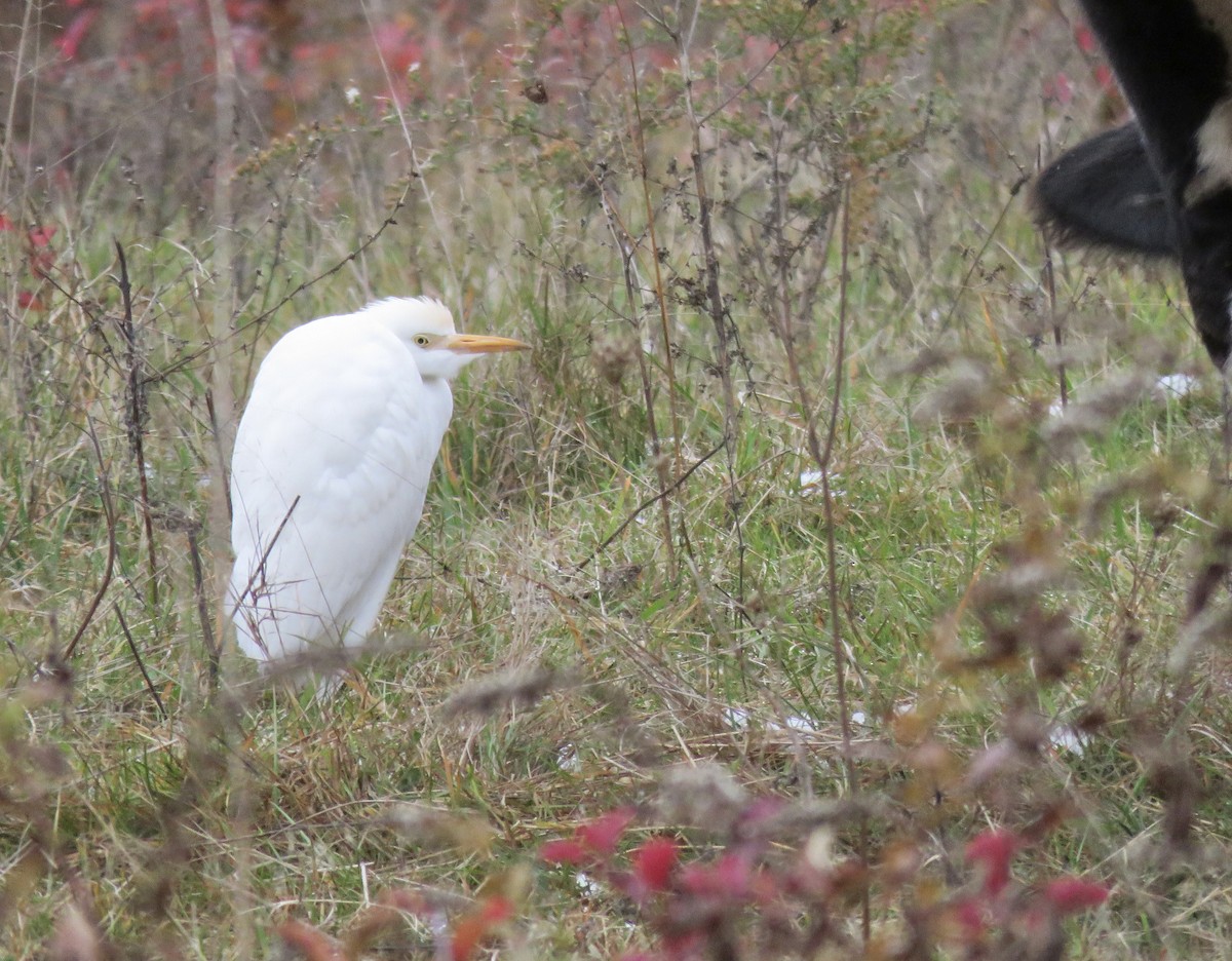 Western Cattle-Egret - ML645086088