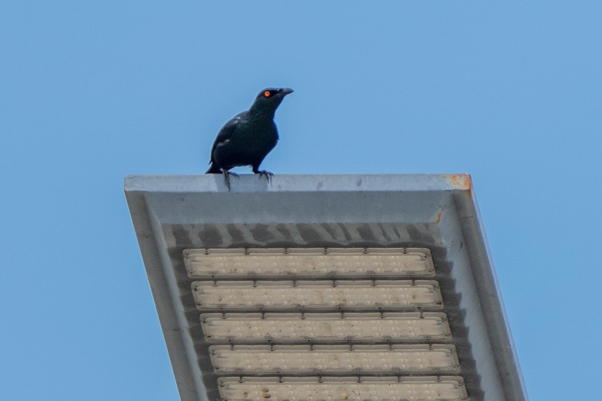 Stourne chanteur - ML645086089