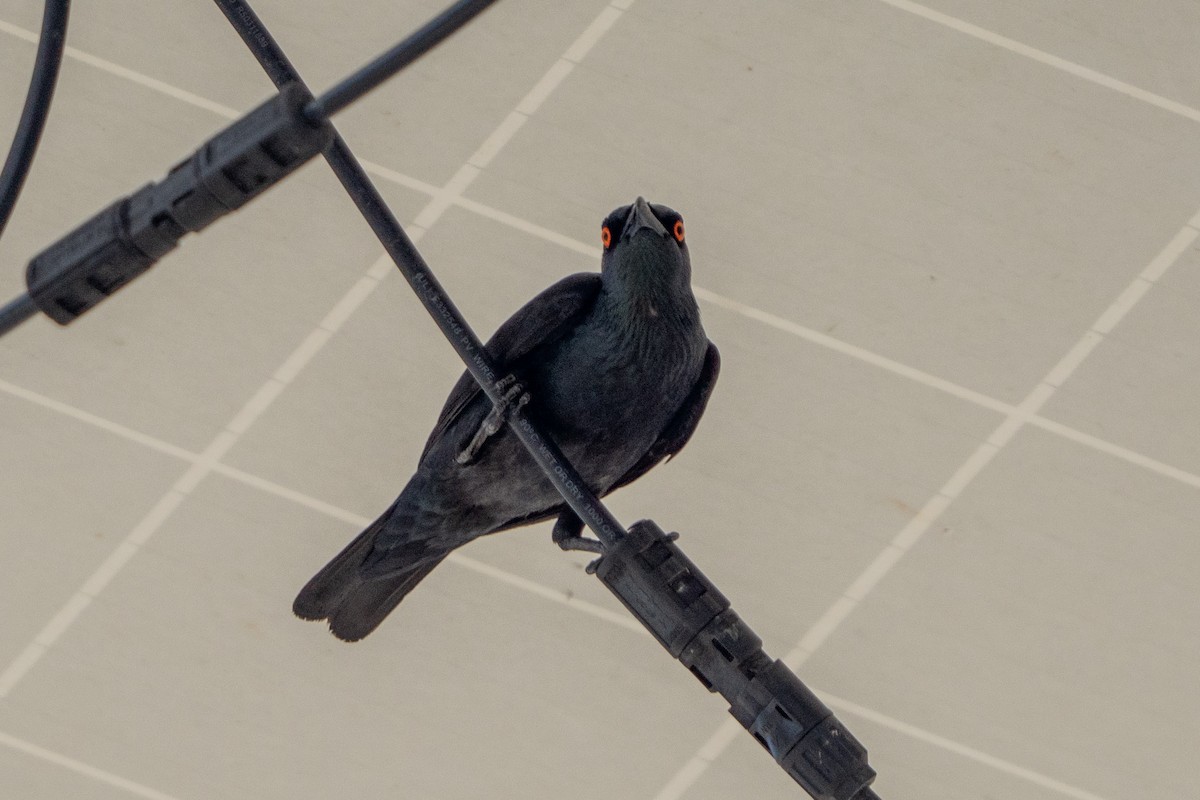 Stourne chanteur - ML645086100