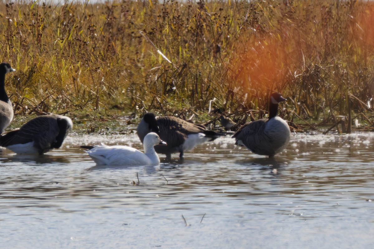 Snow Goose - ML645086106