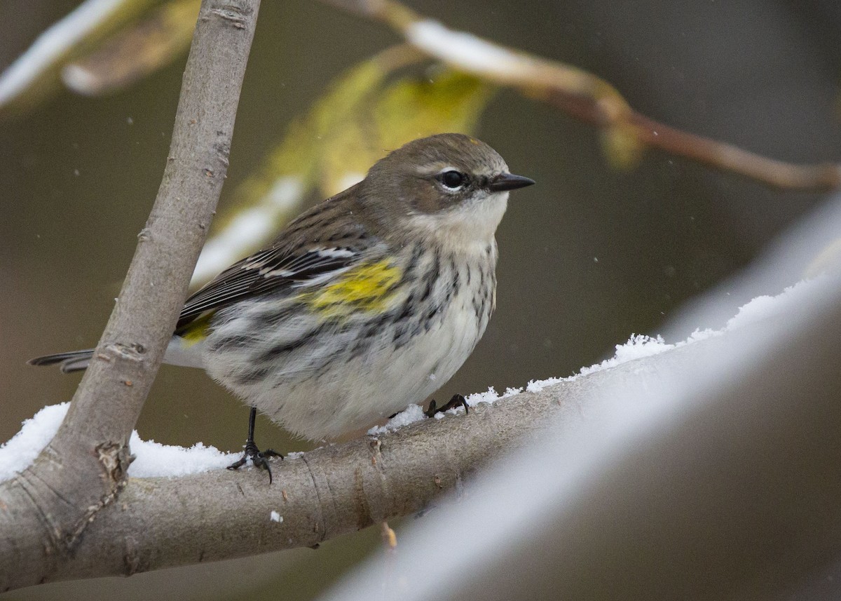 lesňáček žlutoskvrnný - ML645086124