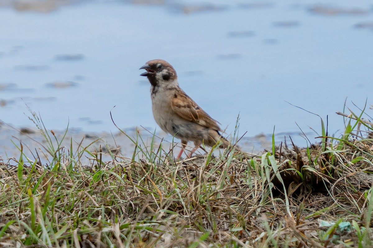 Ağaç Serçesi - ML645086152