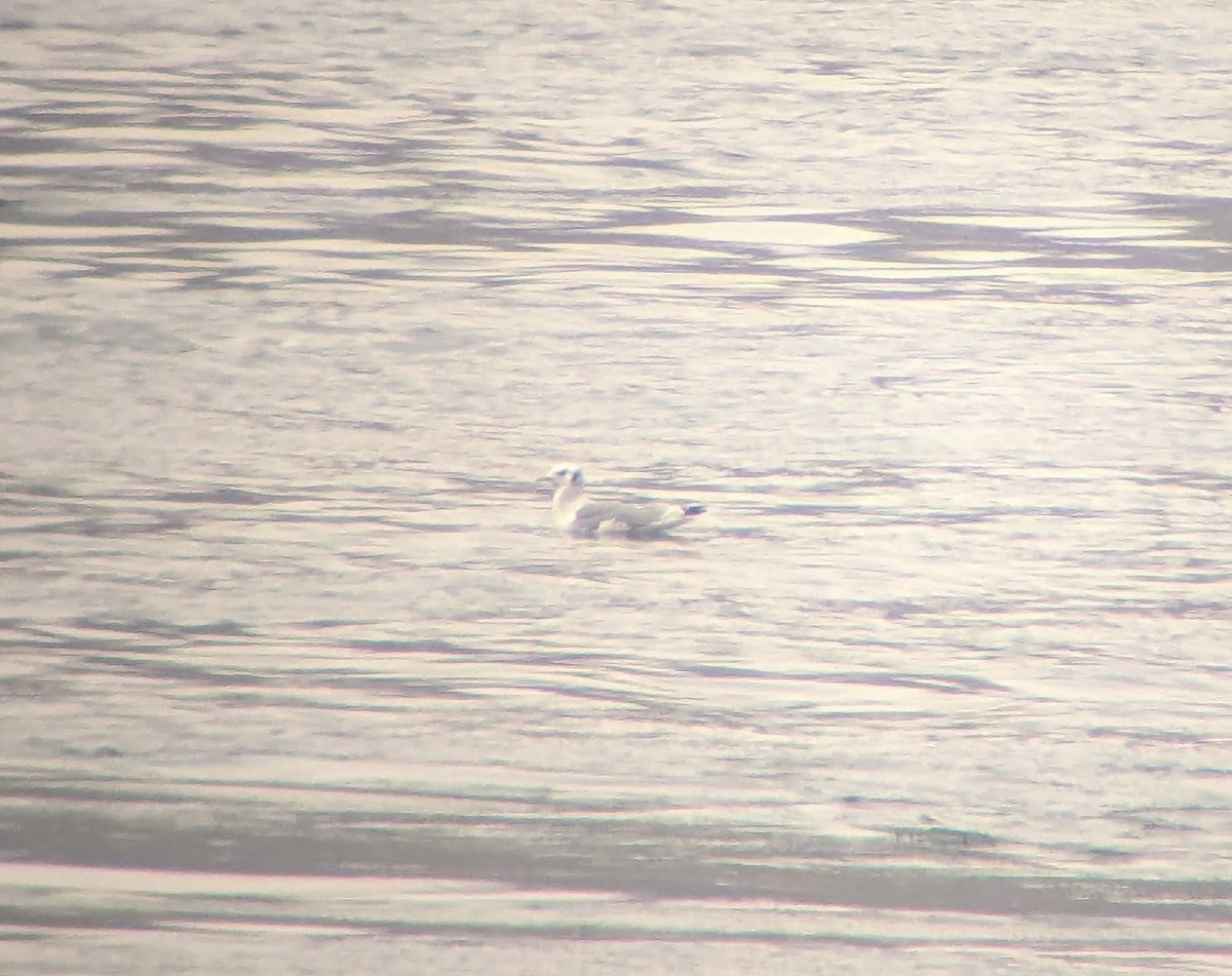 Black-legged Kittiwake - ML645086153