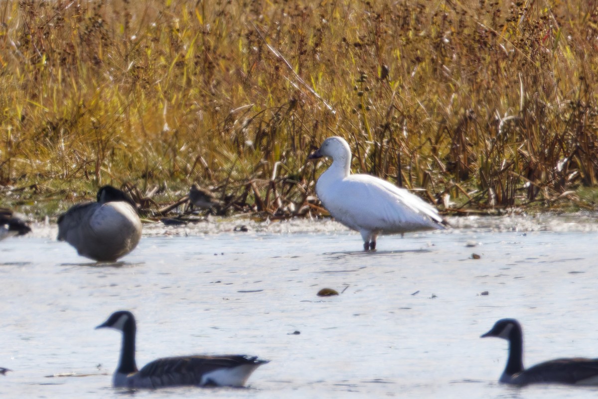 Snow Goose - ML645086163