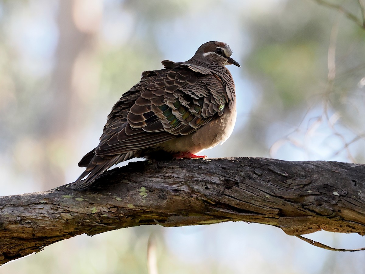 Common Bronzewing - ML645086178