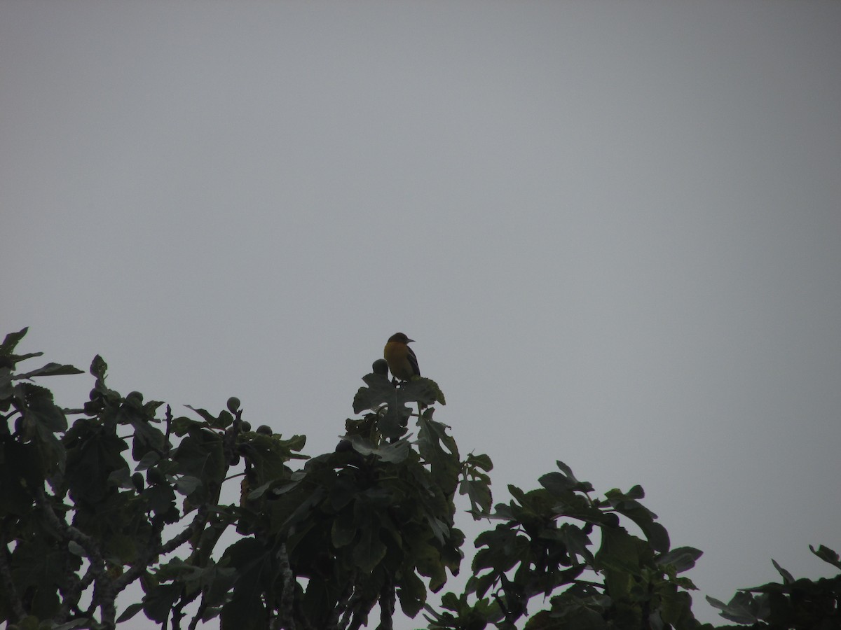 Балтиморский трупиал - ML645086179