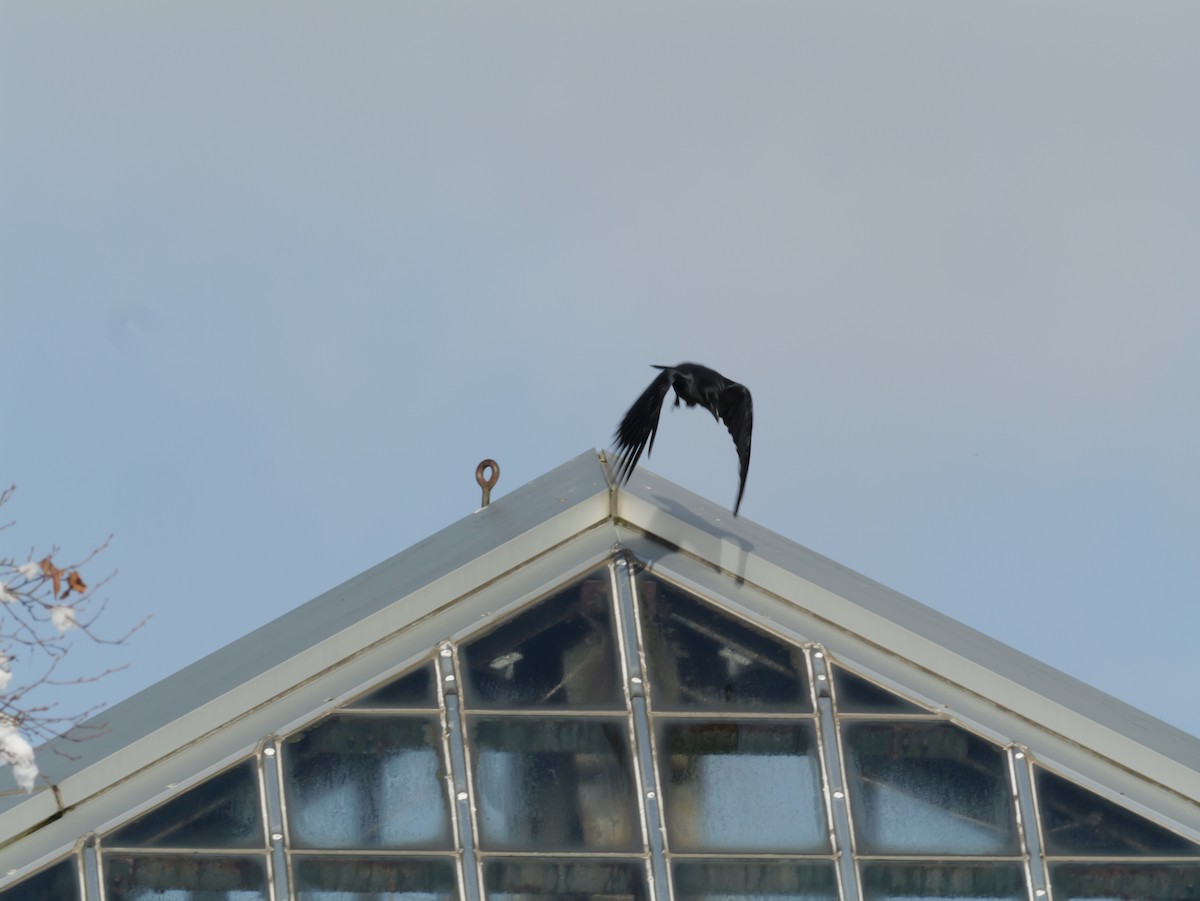 Large-billed Crow - ML645086186