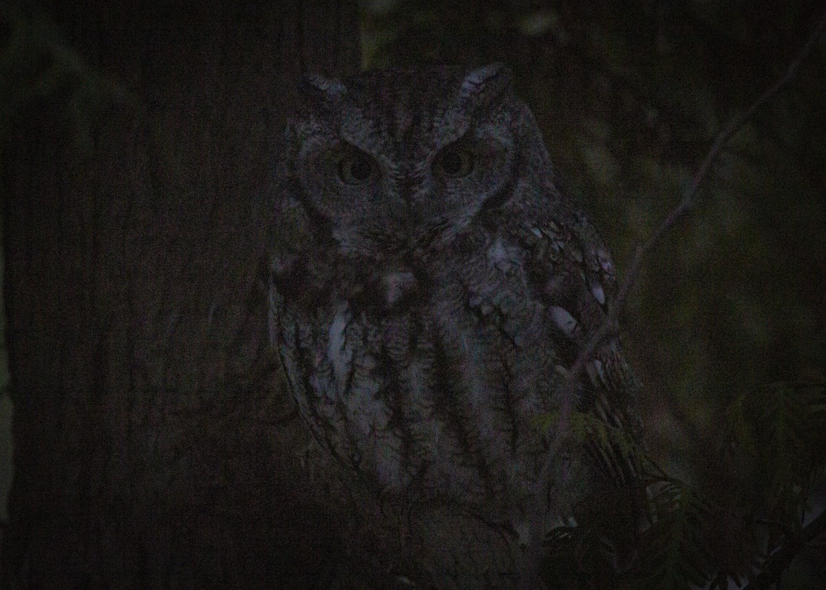 výreček americký - ML645086201