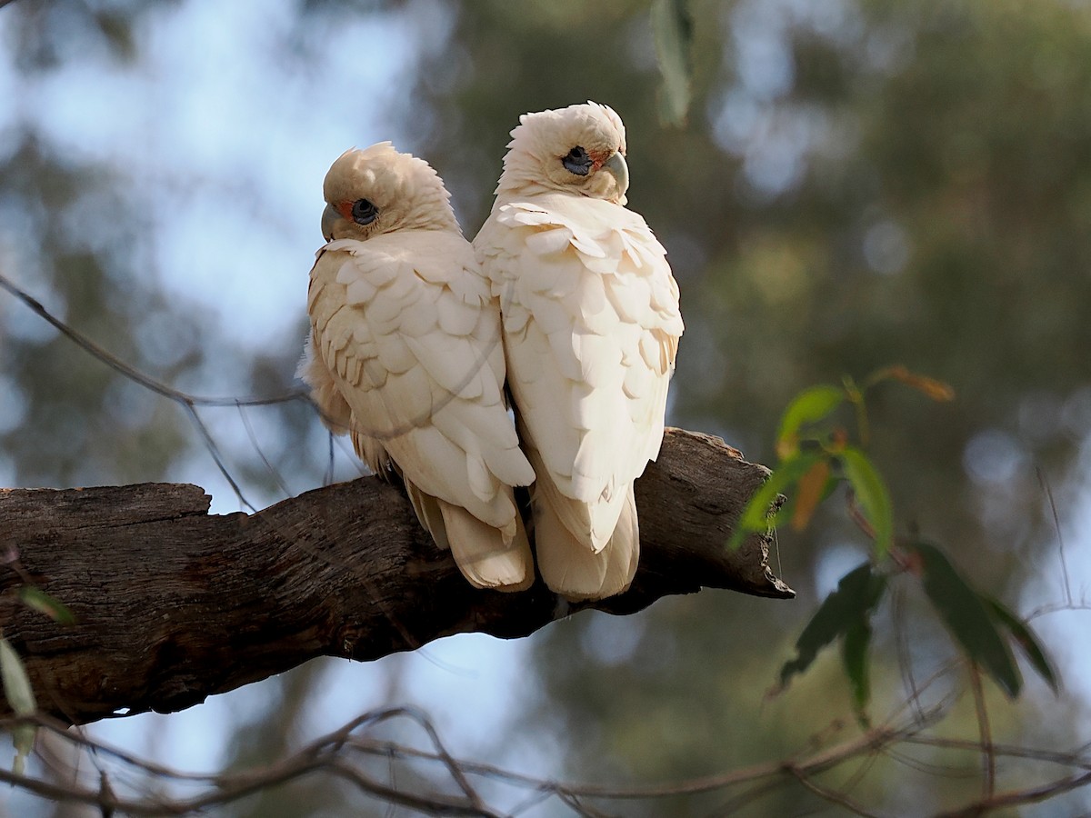 Long-billed Corella - ML645086203