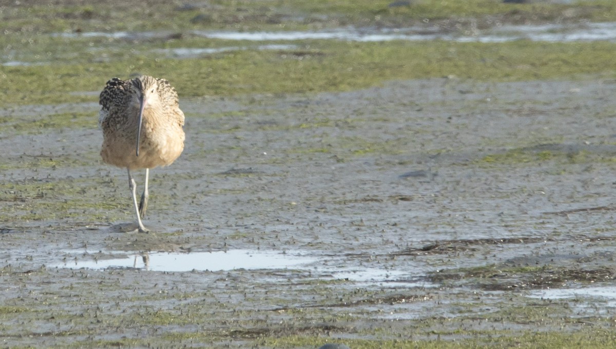 Long-billed Curlew - ML645086204