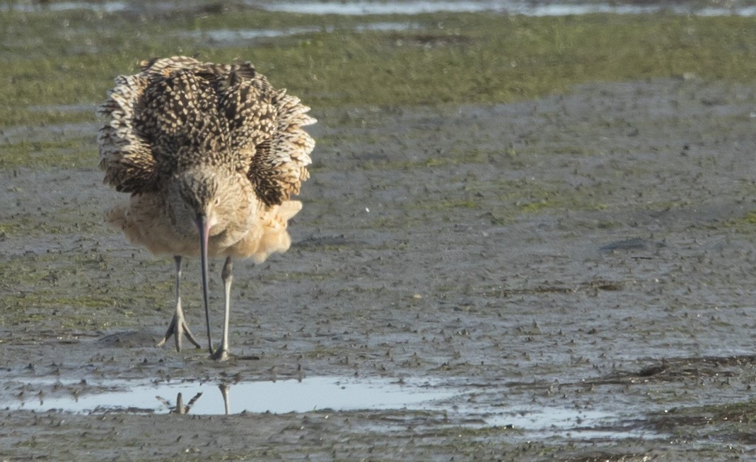 Long-billed Curlew - ML645086209