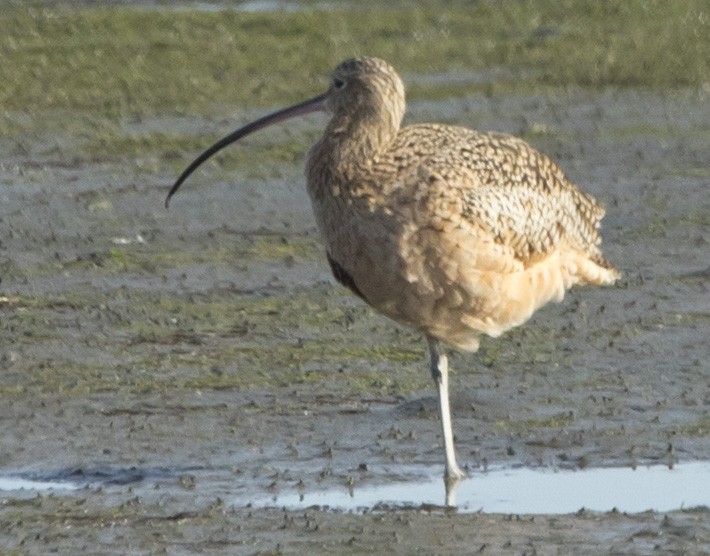 Long-billed Curlew - ML645086222
