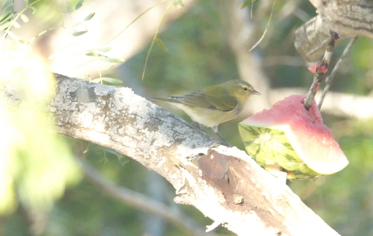 Tennessee Warbler - ML645086229