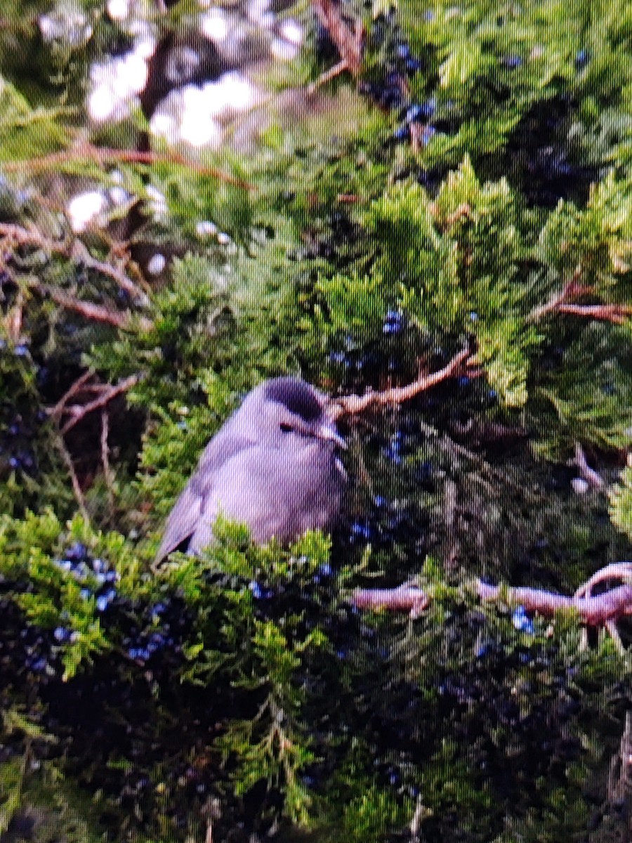 Gray Catbird - ML645086239