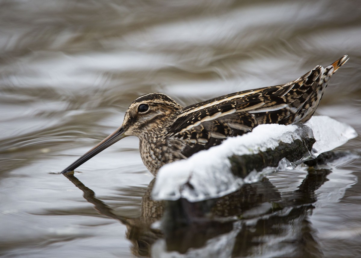 bekasina severoamerická - ML645086249