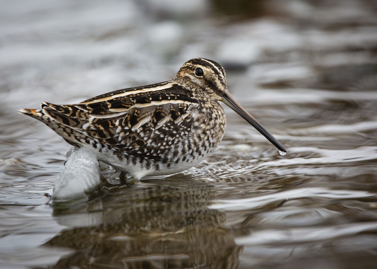 bekasina severoamerická - ML645086250