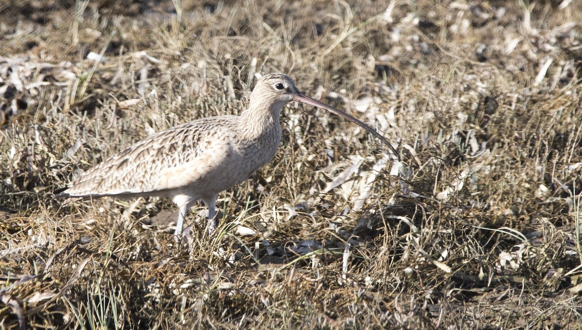 Long-billed Curlew - ML645086252