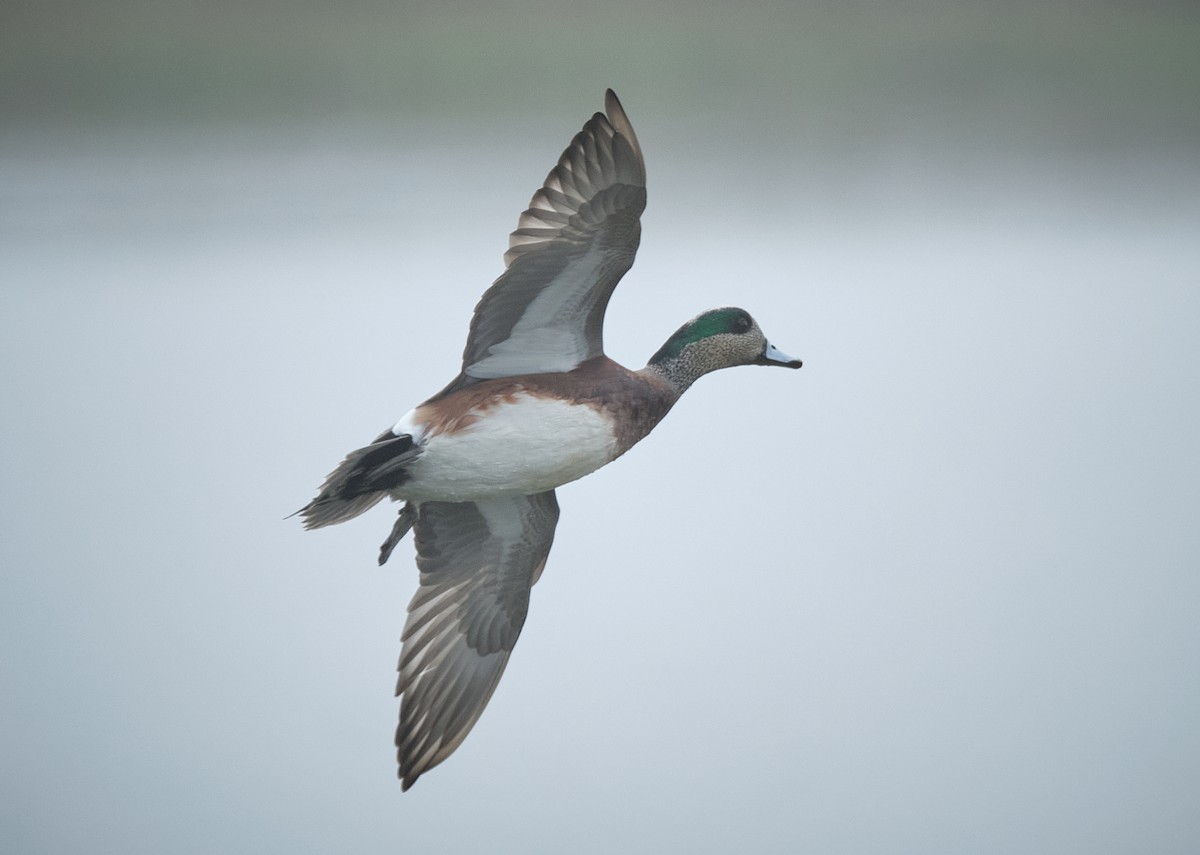 American Wigeon - ML645086253