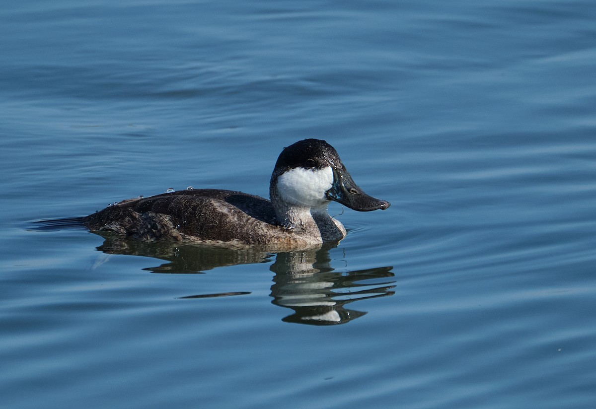 Ruddy Duck - ML645086267