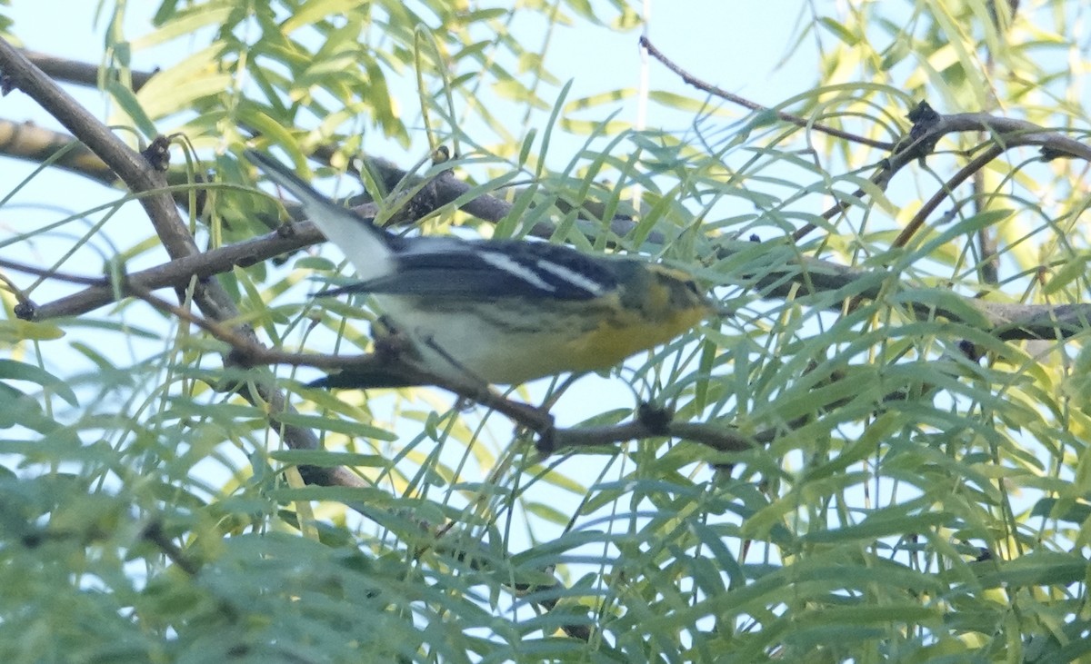 hemlokkparula - ML645086270