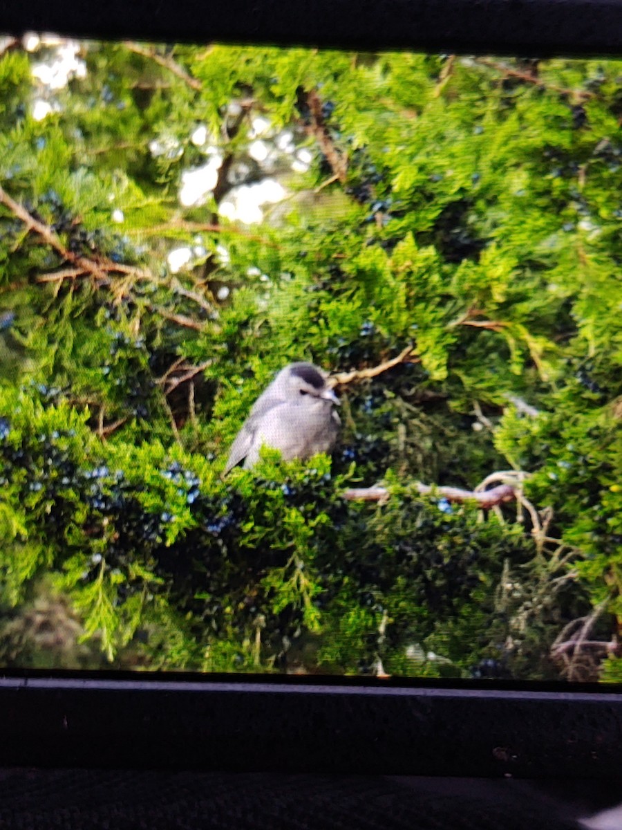 Gray Catbird - ML645086271