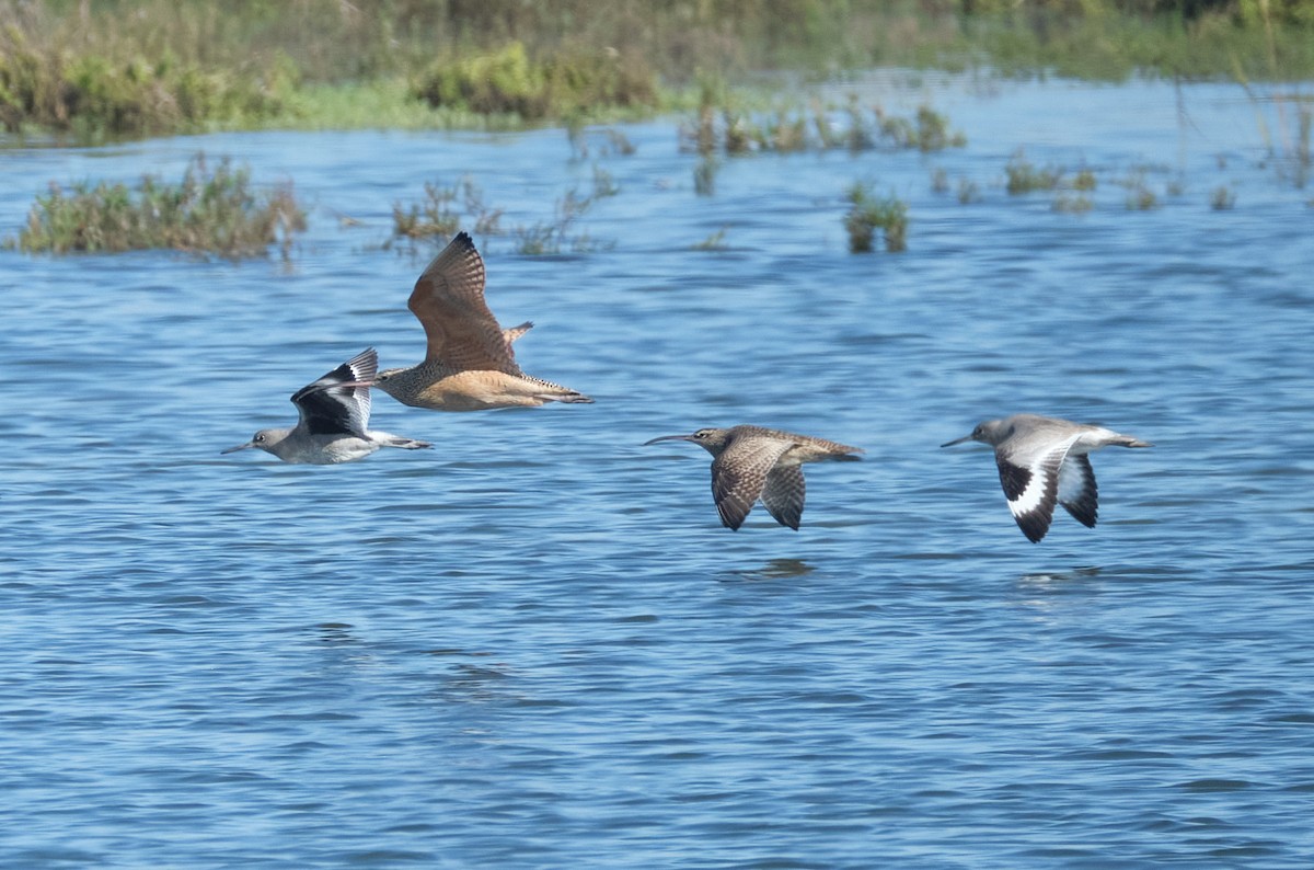 Long-billed Curlew - ML645086287