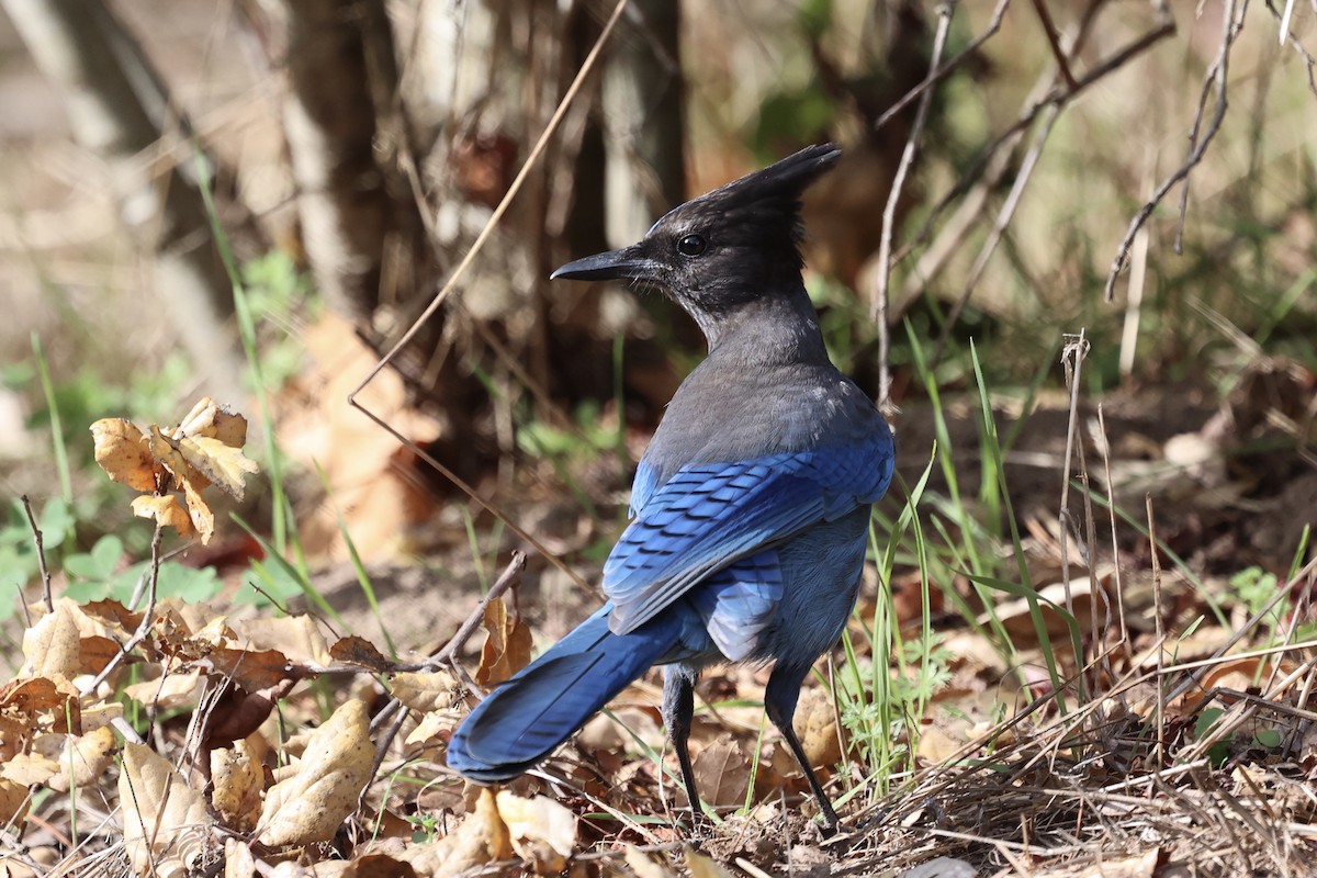 Стеллерова сойка - ML645086305