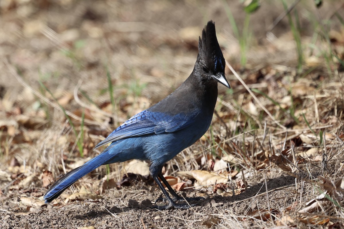 Стеллерова сойка - ML645086306