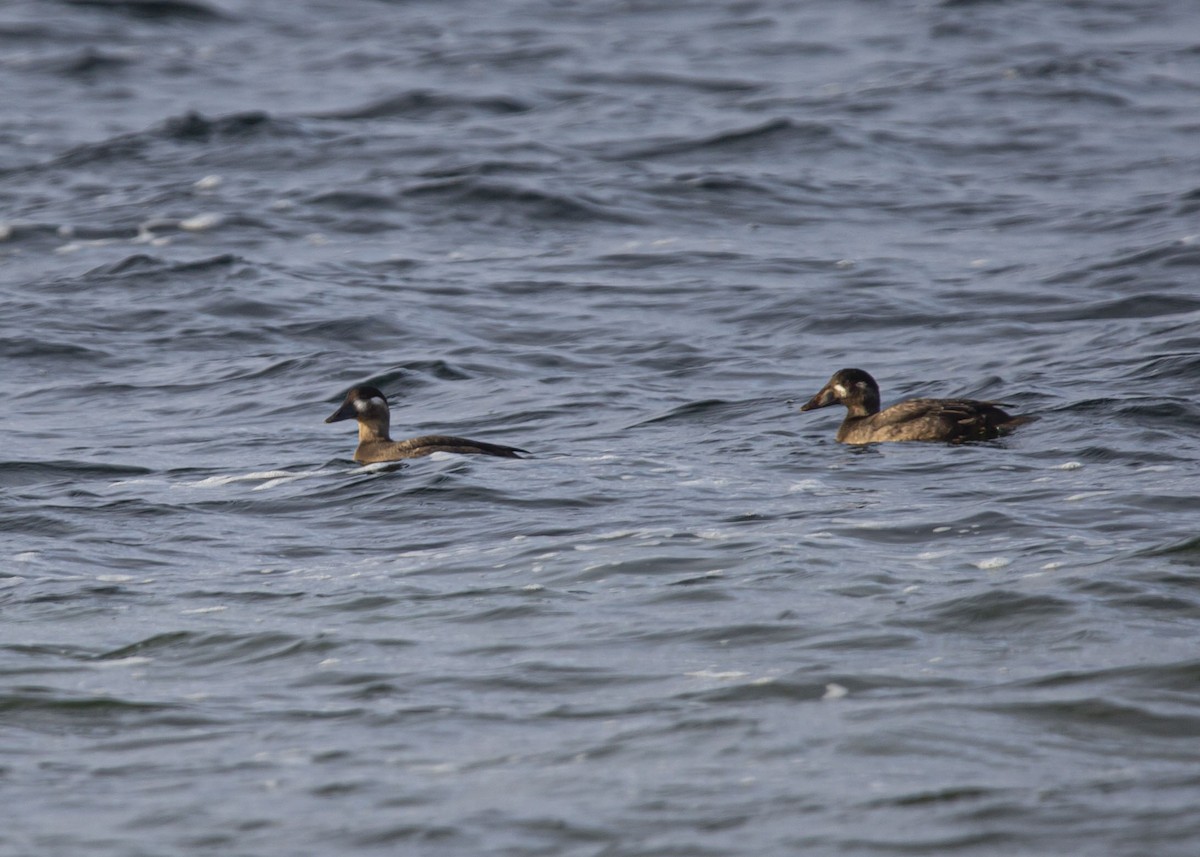 turpan pestrozobý - ML645086317