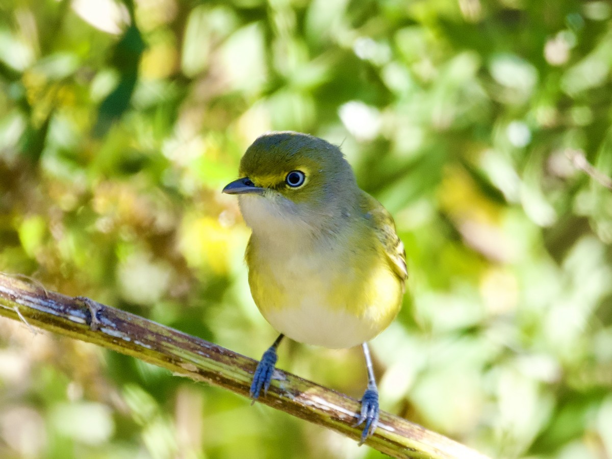 White-eyed Vireo - ML645086332