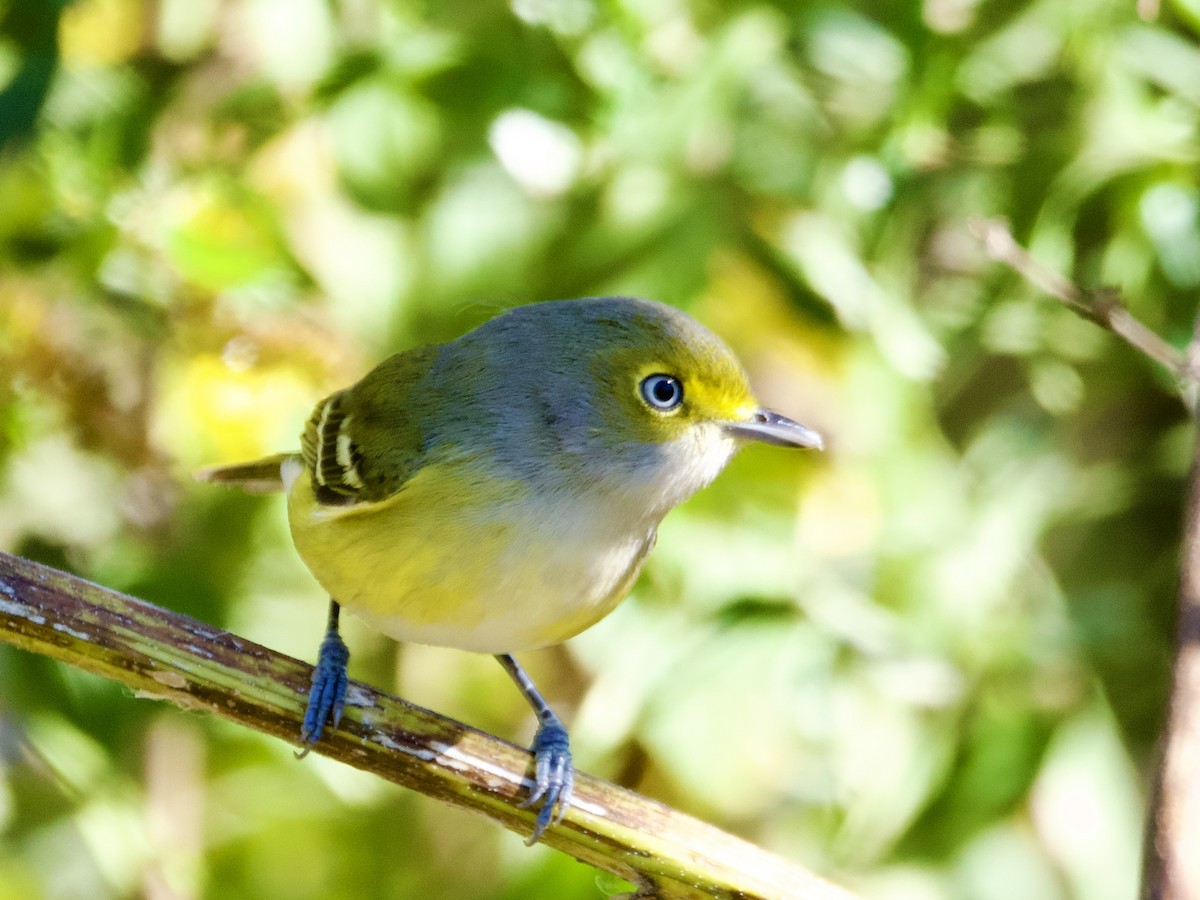 White-eyed Vireo - ML645086333