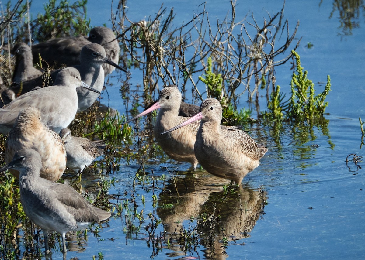 Marbled Godwit - ML645086341