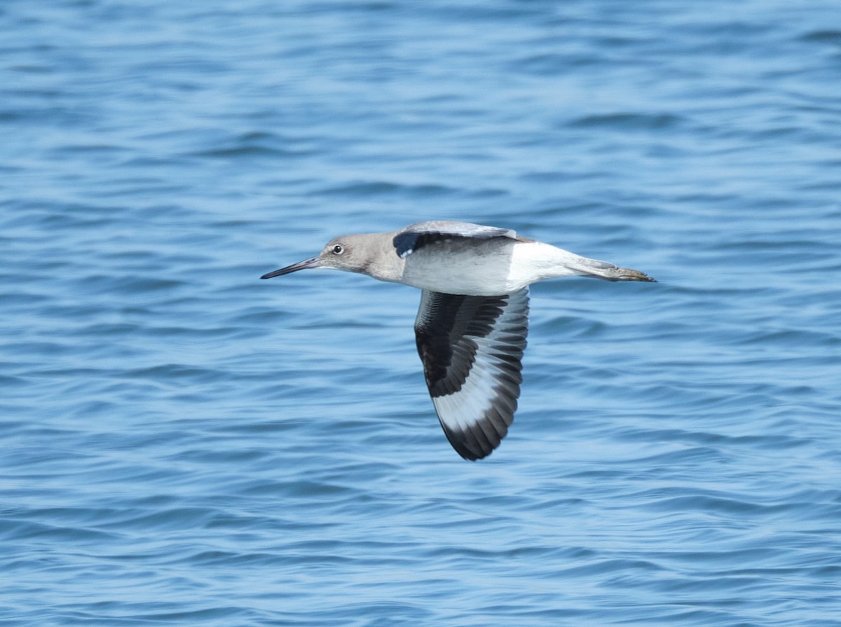 Willet - ML645086355