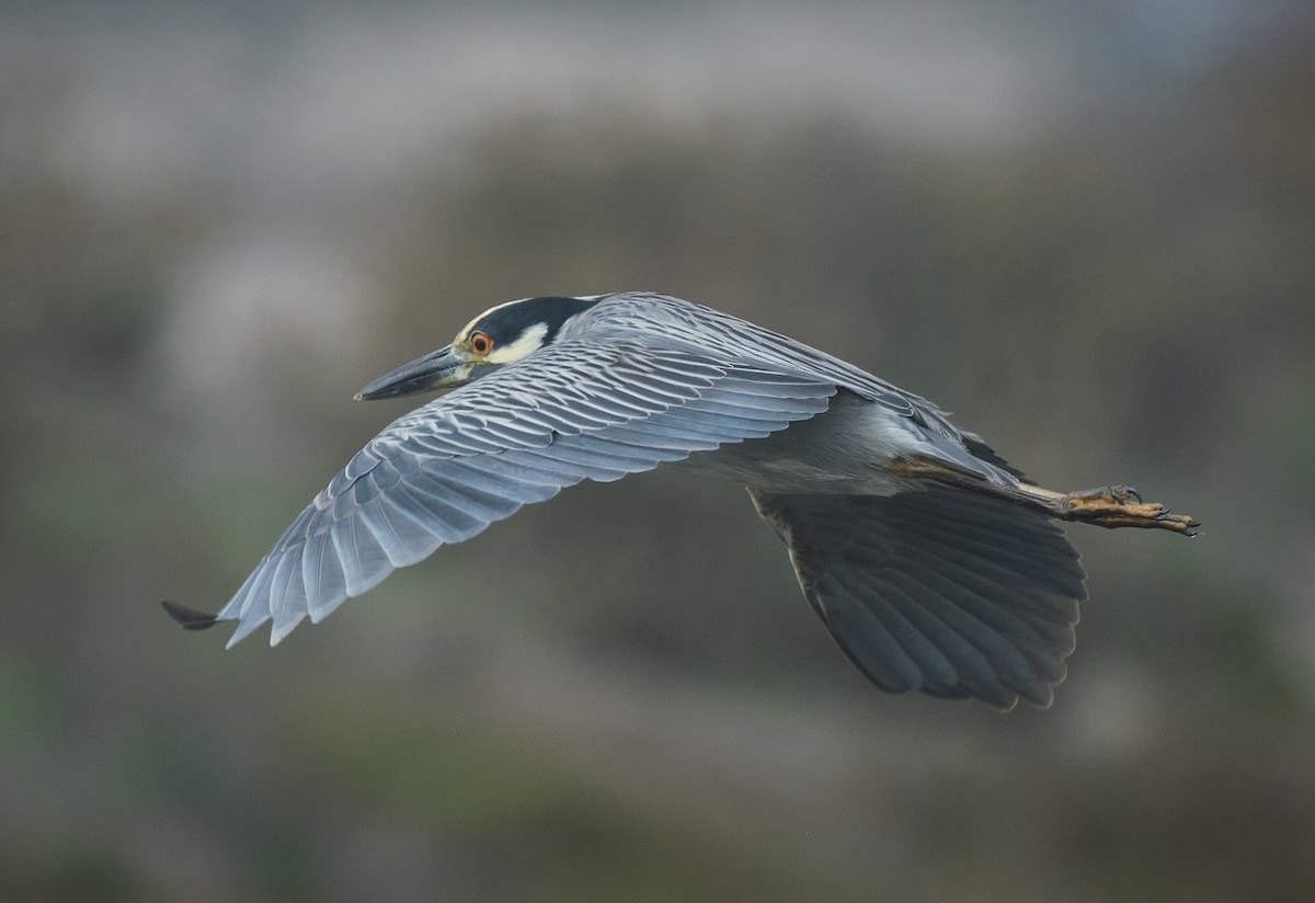 Yellow-crowned Night Heron - ML645086366