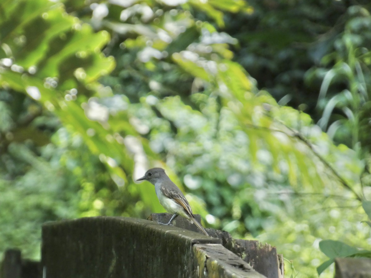 Tyran janeau - ML645086373