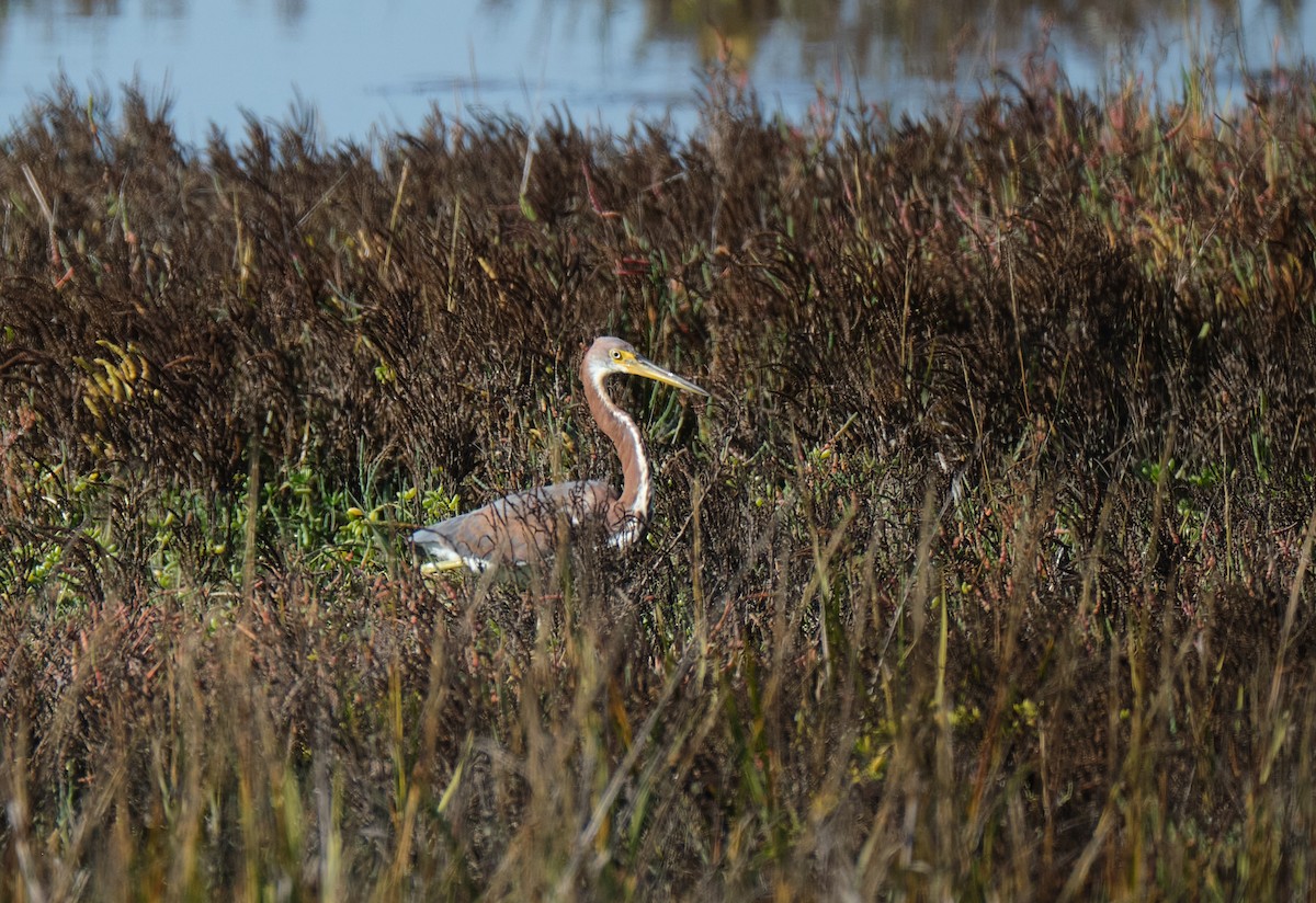 Tricolored Heron - ML645086374