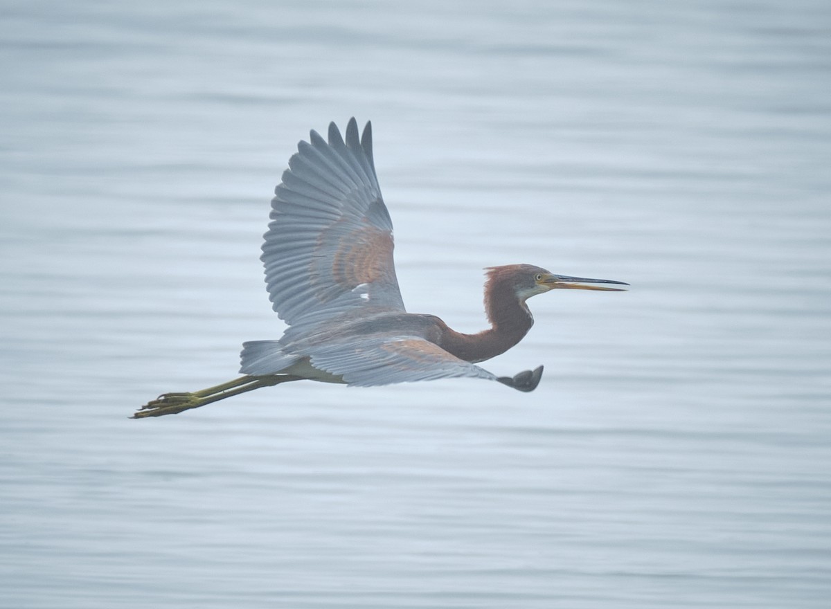 Tricolored Heron - ML645086375