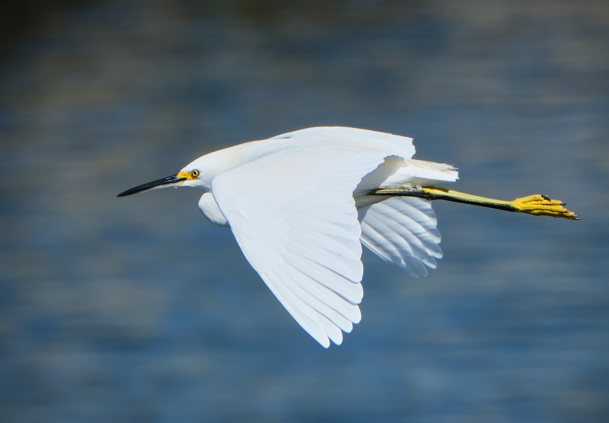 Snowy Egret - ML645086381