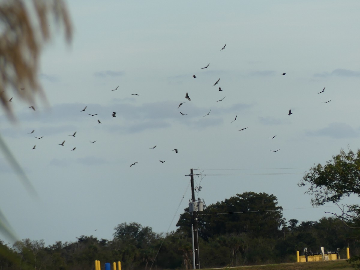 cathartidé sp. - ML645086385