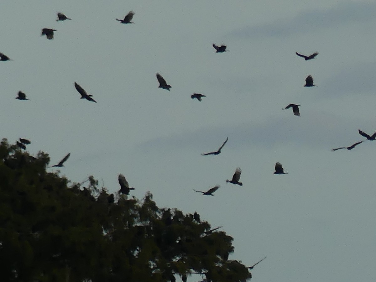 cathartidé sp. - ML645086386