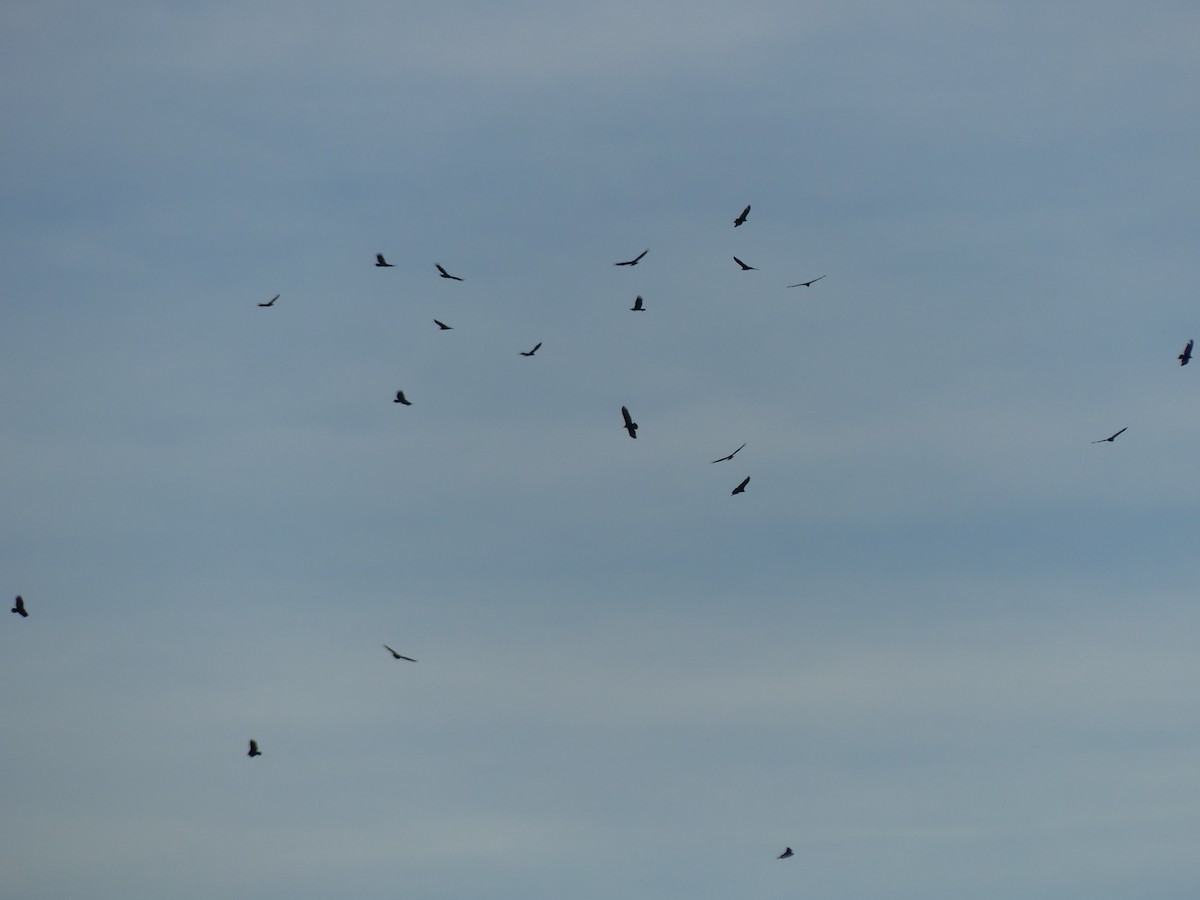 cathartidé sp. - ML645086387